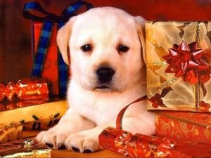 navidad-animales-perros-020