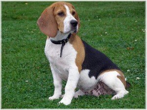 beagle (1)