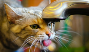 hidratacion-gato