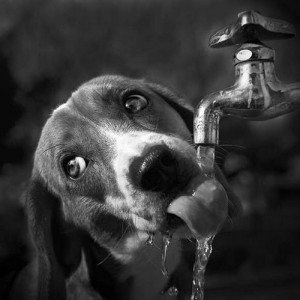 perro-bebiendo-agua