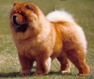 RAZA CHOW CHOW 2