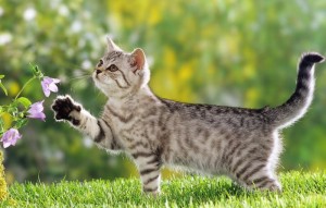 British Shorthair kitten - next to bluebell