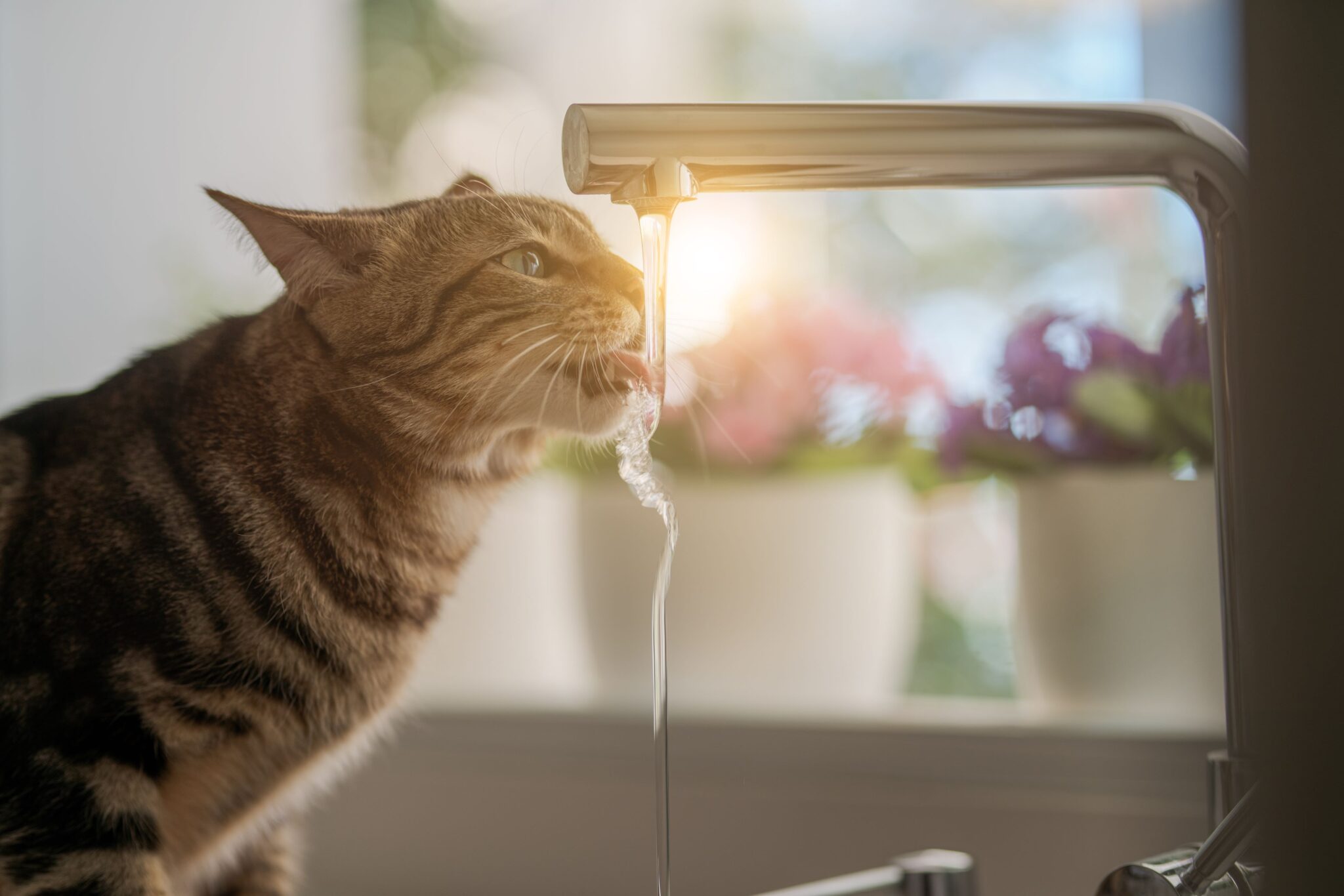 Día De La Hidratación ¿cómo Saber Si Tu Gato Está Deshidratado